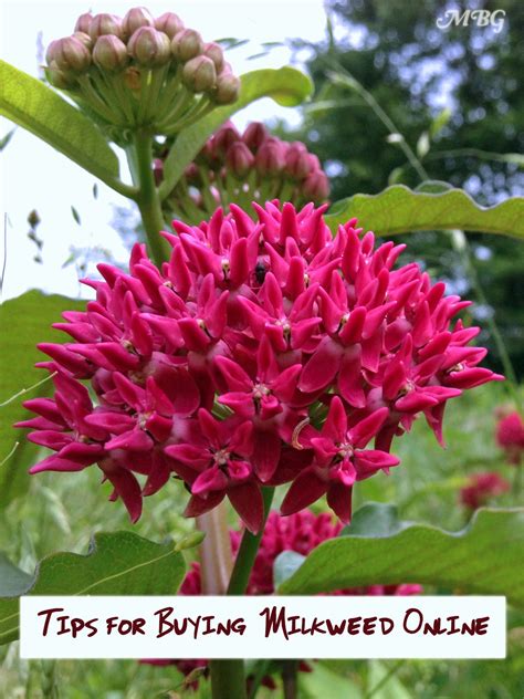 lowe's milkweed|where to buy milkweed online.